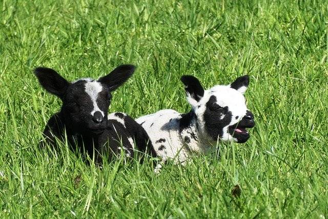 母羊会什么会舔刚出生的小羊 母羊舔羔的原因是什么